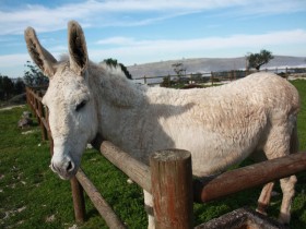 Reserva de Burros
